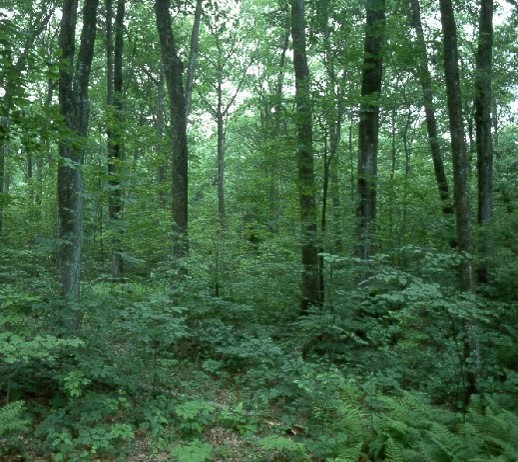 Forest Ecosystems Of Temperate Climatic Regions From Ancient Use